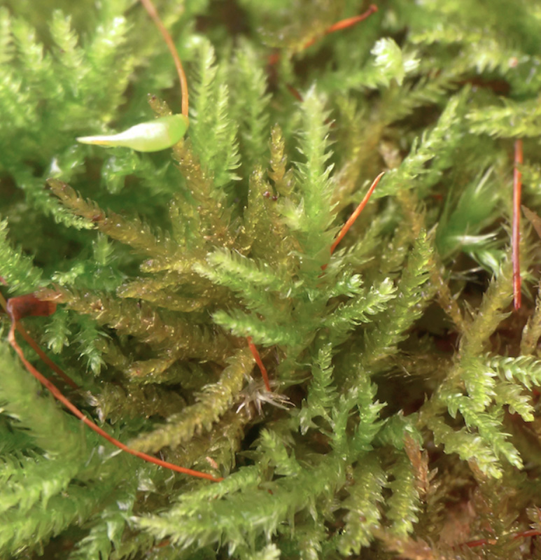 Eurhynchiastrum pulchellum